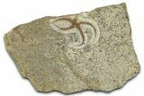 Ordovician Brittle Star (Ophiura) - Morocco #365292-1